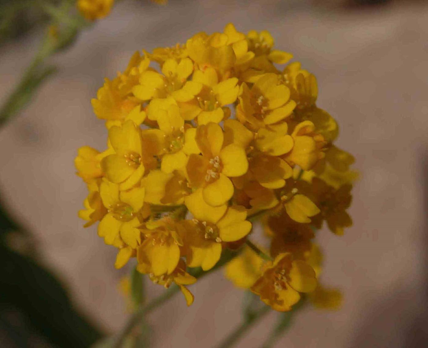 Alyssum, Golden flower